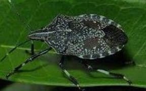 yellow spotted stink bug