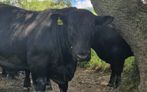 Tangihau Angus hopes these yearling bulls might set another record come next year's sale.