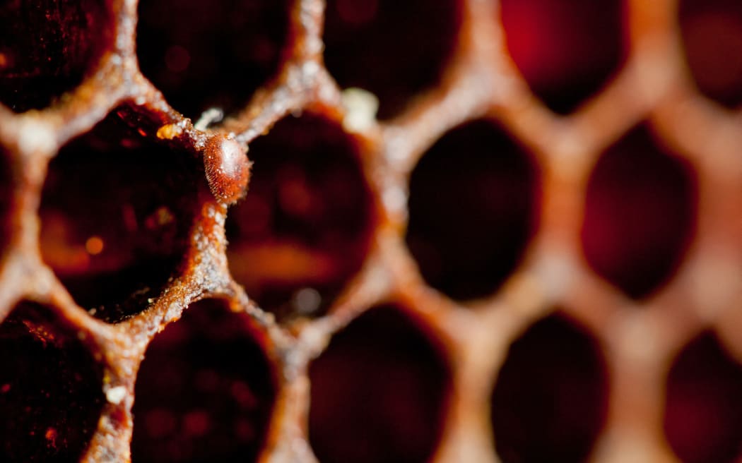 Varroa in the cells of old comb in a hive France.