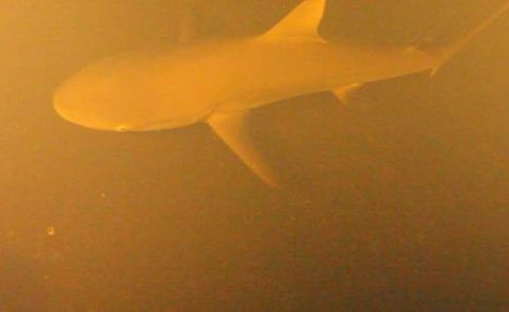 Shark swims in volcanic waters