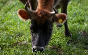 Organic Jersey cow on a Rongotea farm.