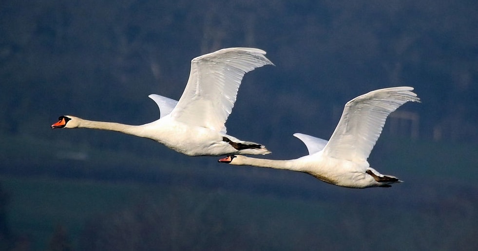 Mute Swans in flight, Farmoor Reservoir, Oxfordshire