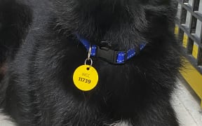 A Wellington dog donning a new, longer lasting metal dog tag.