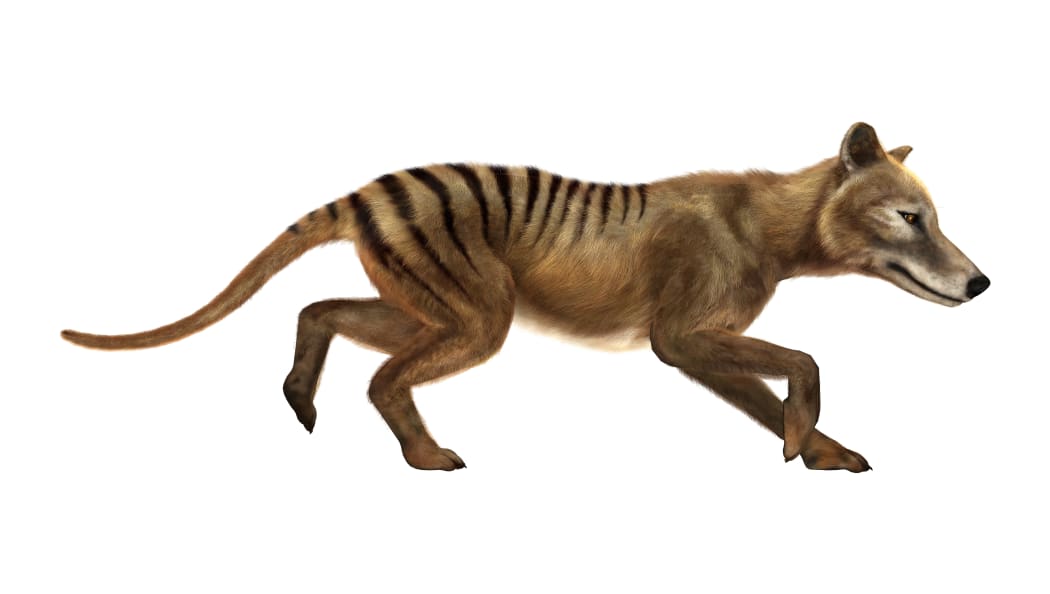 An artist's impression of a Thylacine coat. They are described as wolf or dog-like marsupials, with distinct stripes on their backs.