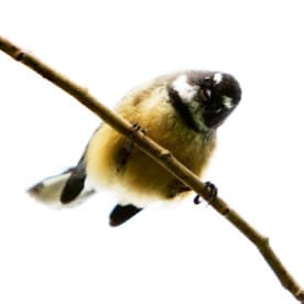 Photo for Pīwakawaka