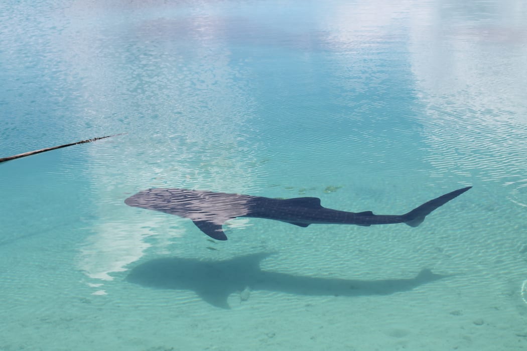 The Whale Shark in Tokelau