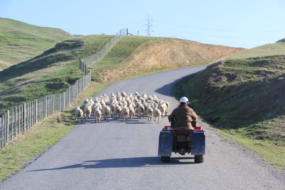 Shifting Stock on wind farm's construction road