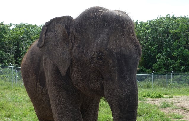 Elephants arriving to Auckland Zoo. Anjalee