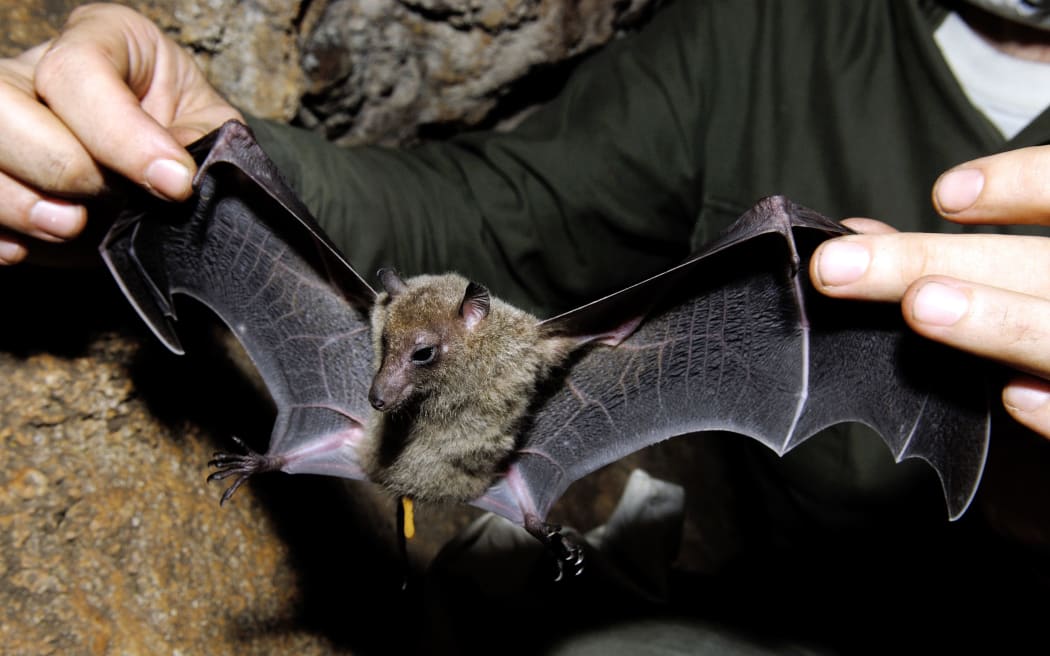 New Caledonian Long-tailed Fruit Bat