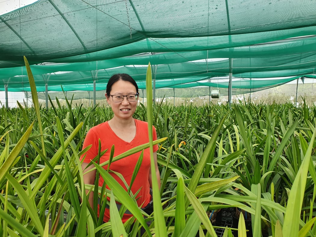 Eva Yin amid orchids set to bloom this winter at her greenhouse near Otaki
