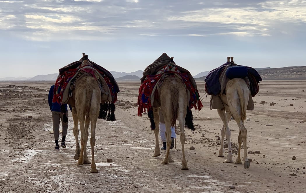 Wadi Rum. 3 Camels Walking