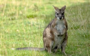 A Bennett's wallaby standing upright with its ears back.