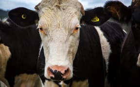 Cow beef cattle generic