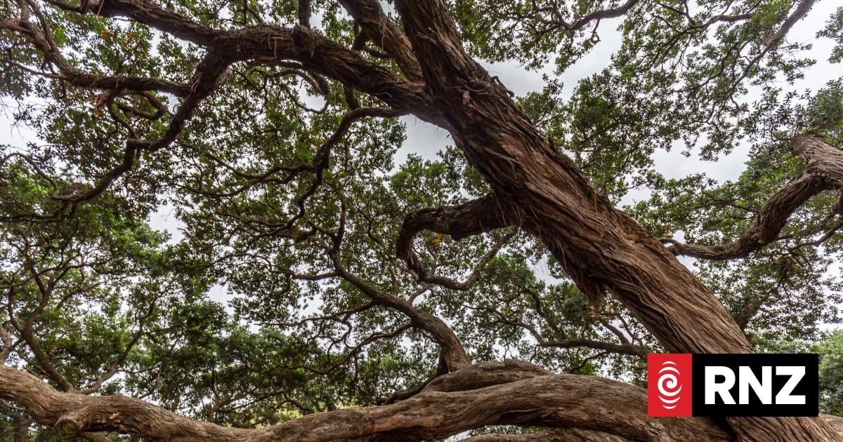 Leave that tree alone - arborist