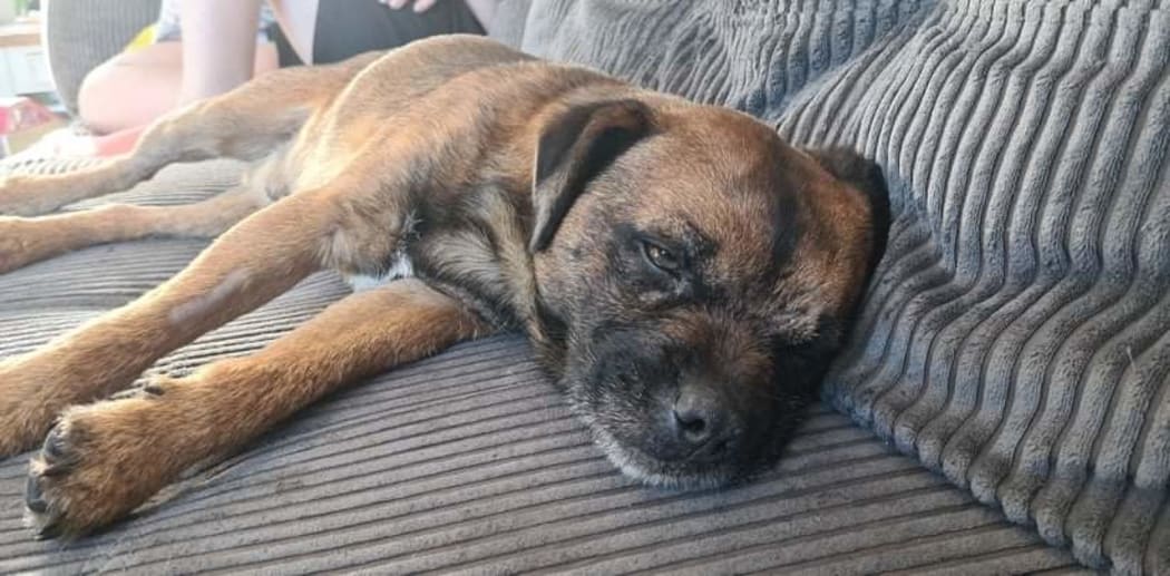 Rowan Newman's dog Scruff.