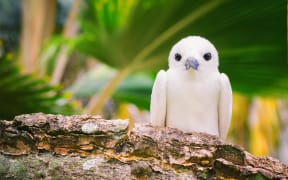 Fairy tern.