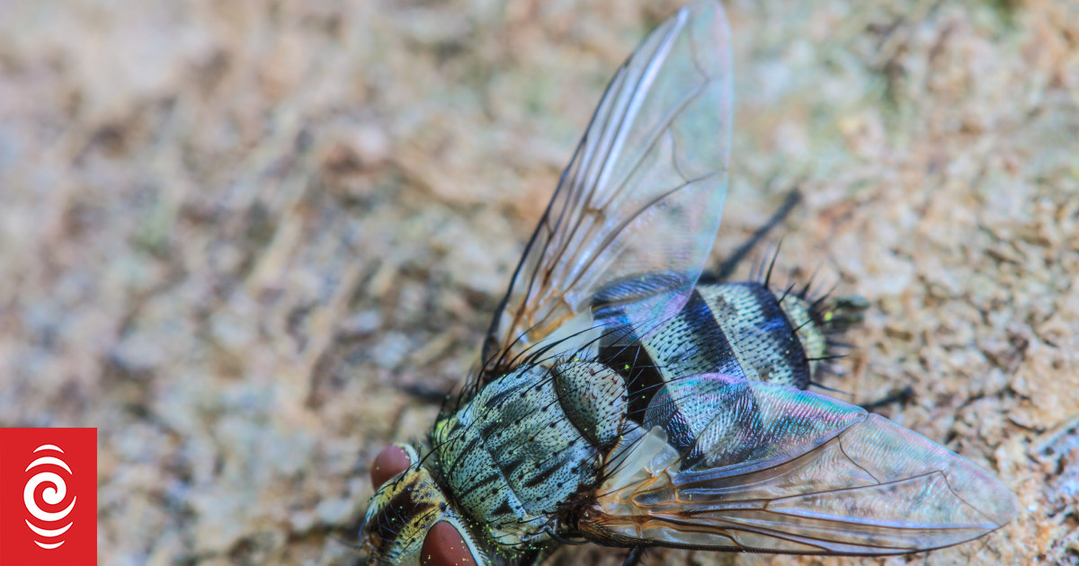 Flies causing a buzz as summer heats up | RNZ