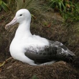 Photo for Southern royal albatross