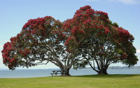 Pohutukawa tree taken at Cornwallis Beach, West Auckland