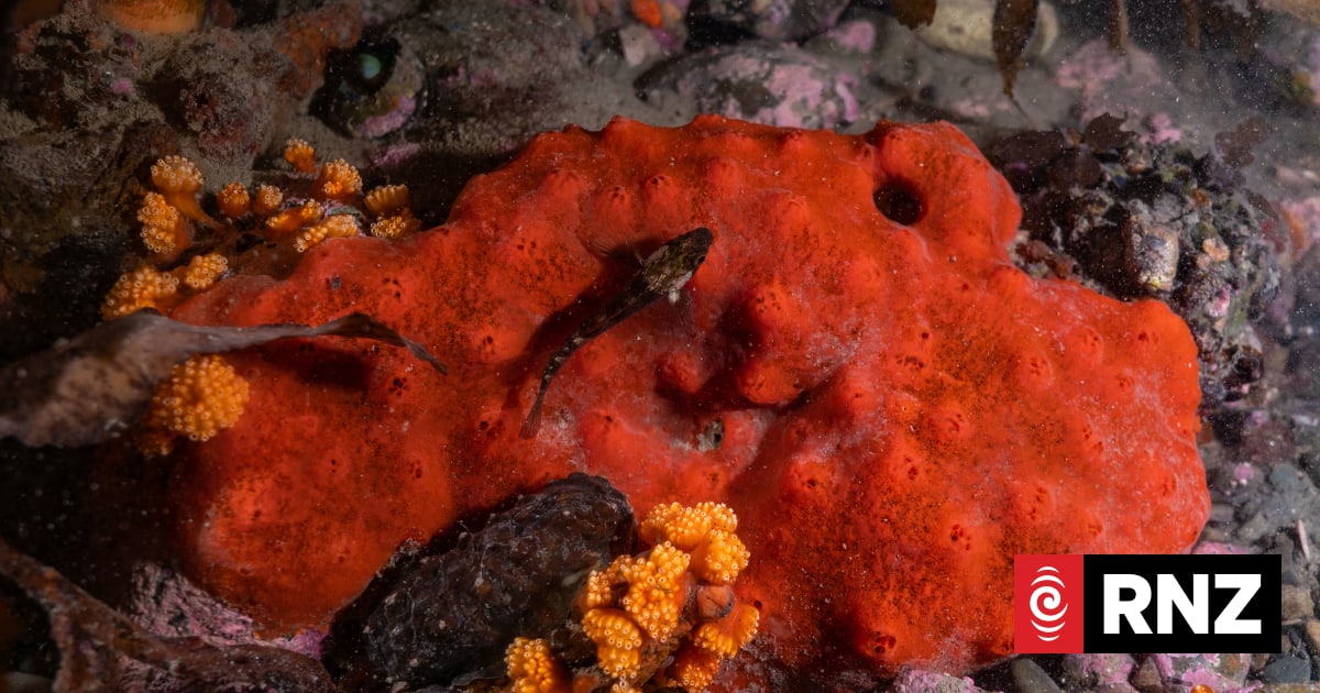 Microplastics detected in every sponge sample from three Wellington ...