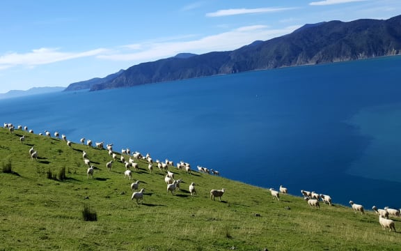 Pepin Island