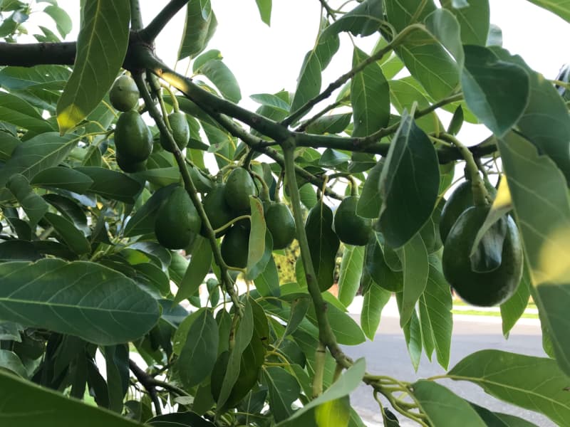 The Harricado has a smooth and creamy texture.