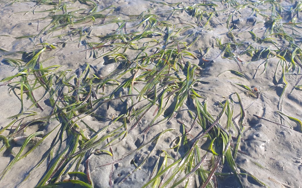 Seagrass at low tide, growing in a sandy mudflat.