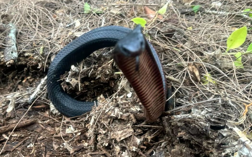 A snake launches for a camera. Cory Kerewaro said it was the biggest find of snakes his company has made.