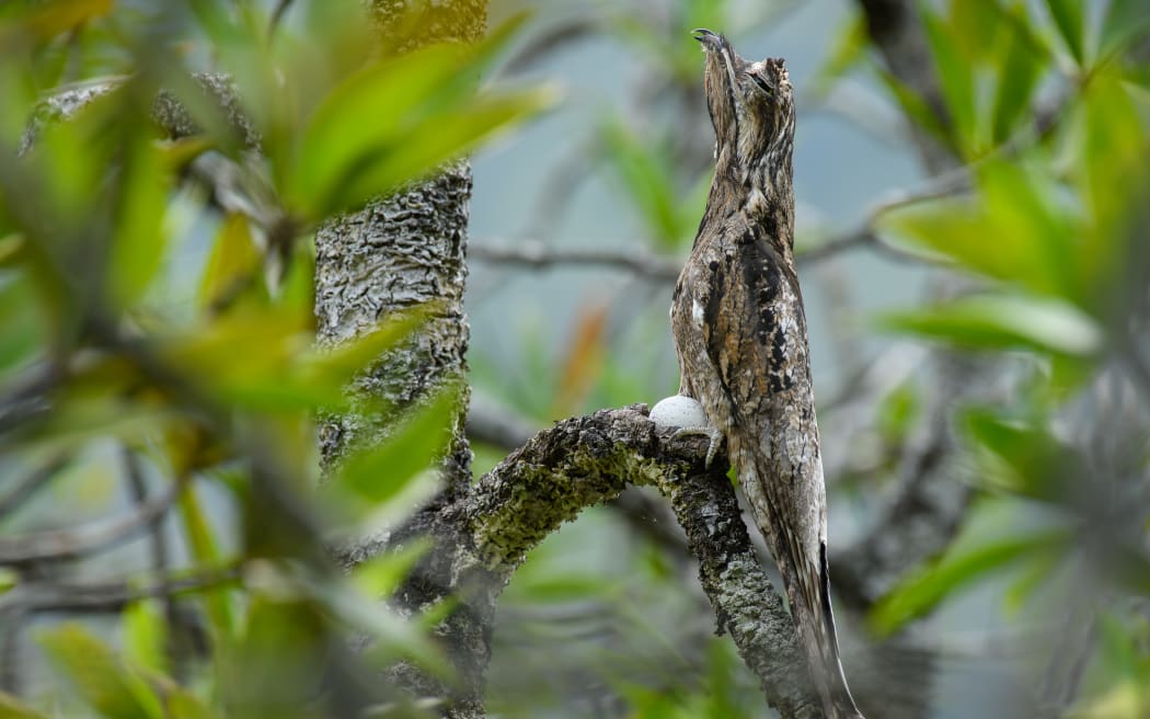 An image from the Mangrove Photography Awards, run by the Mangrove Action Project.