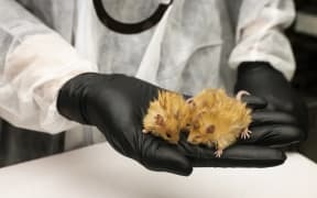 Genetically modified woolly mice.
The genetically modified mice.