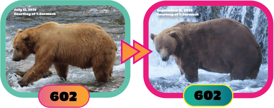 Before-and-after photos show Bear 602's progress this year.
