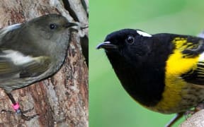 Stitchbirds