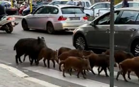Wild boars in traffic in Rome.