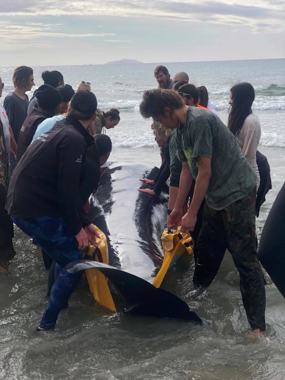 Pilot whales stranded on the Ruakaka Beach in Northland.