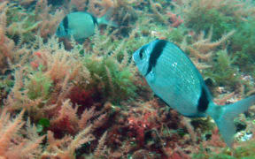 Fish swimming among asparagopsis armata red seaweed.