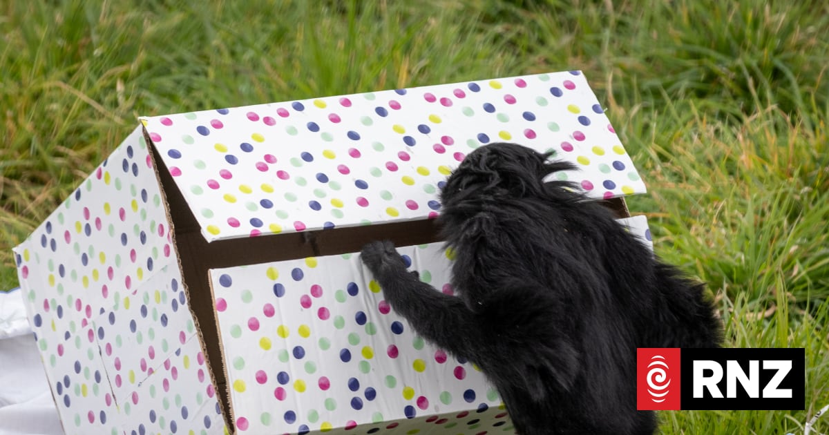Marmite smears, live locusts to celebrate Orana Wildlife Park's 50th birthday