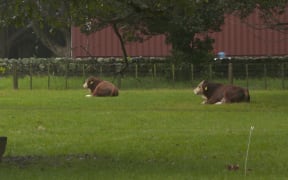 Cows at Maungakiekie's Cornwall Park.