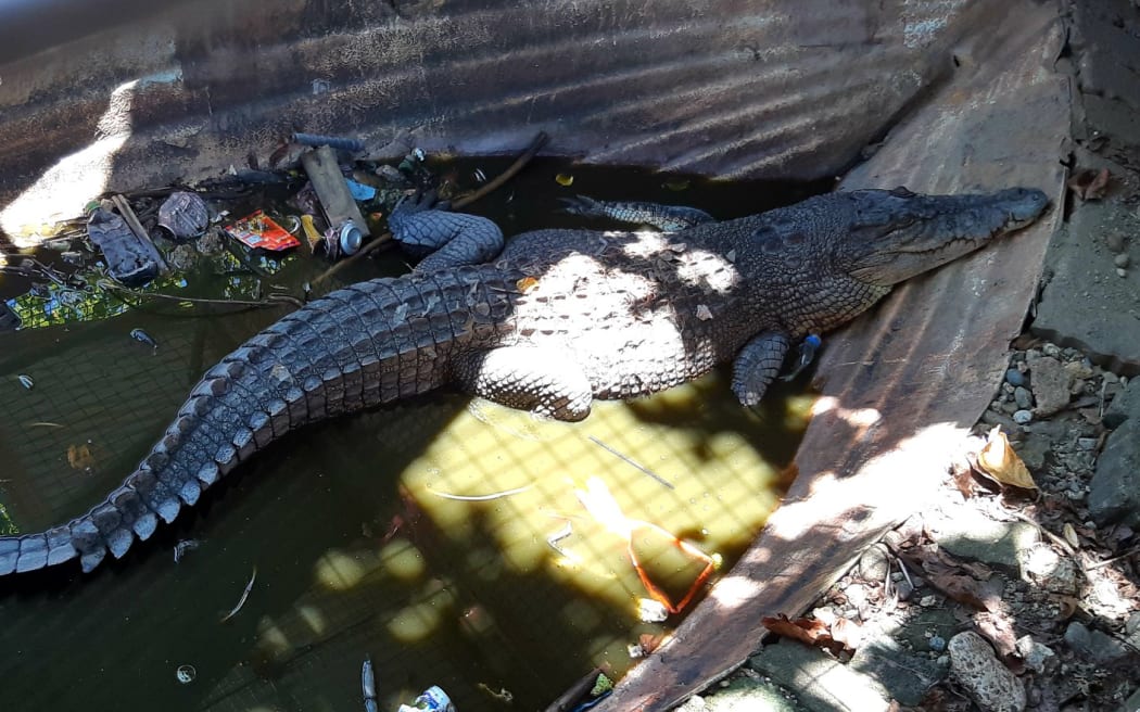 One of the large crocodiles living in caged pits behind Kokonut Café.