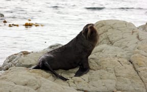 seal