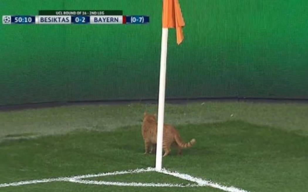 The feline pitch invader.