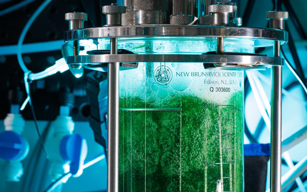 Native extremophilic microalgae growing from carbon dioxide and light in a 1L bioreactor.