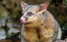 A brushtail possum at the Umpherston Sinkhole / Balumbul in Mount Gambier, South Australia.