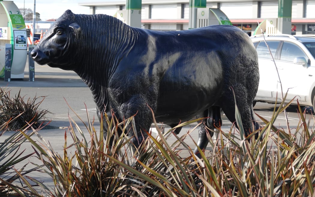 Bulls makes a virtue of its name, but its local government woes are no laughing matter.