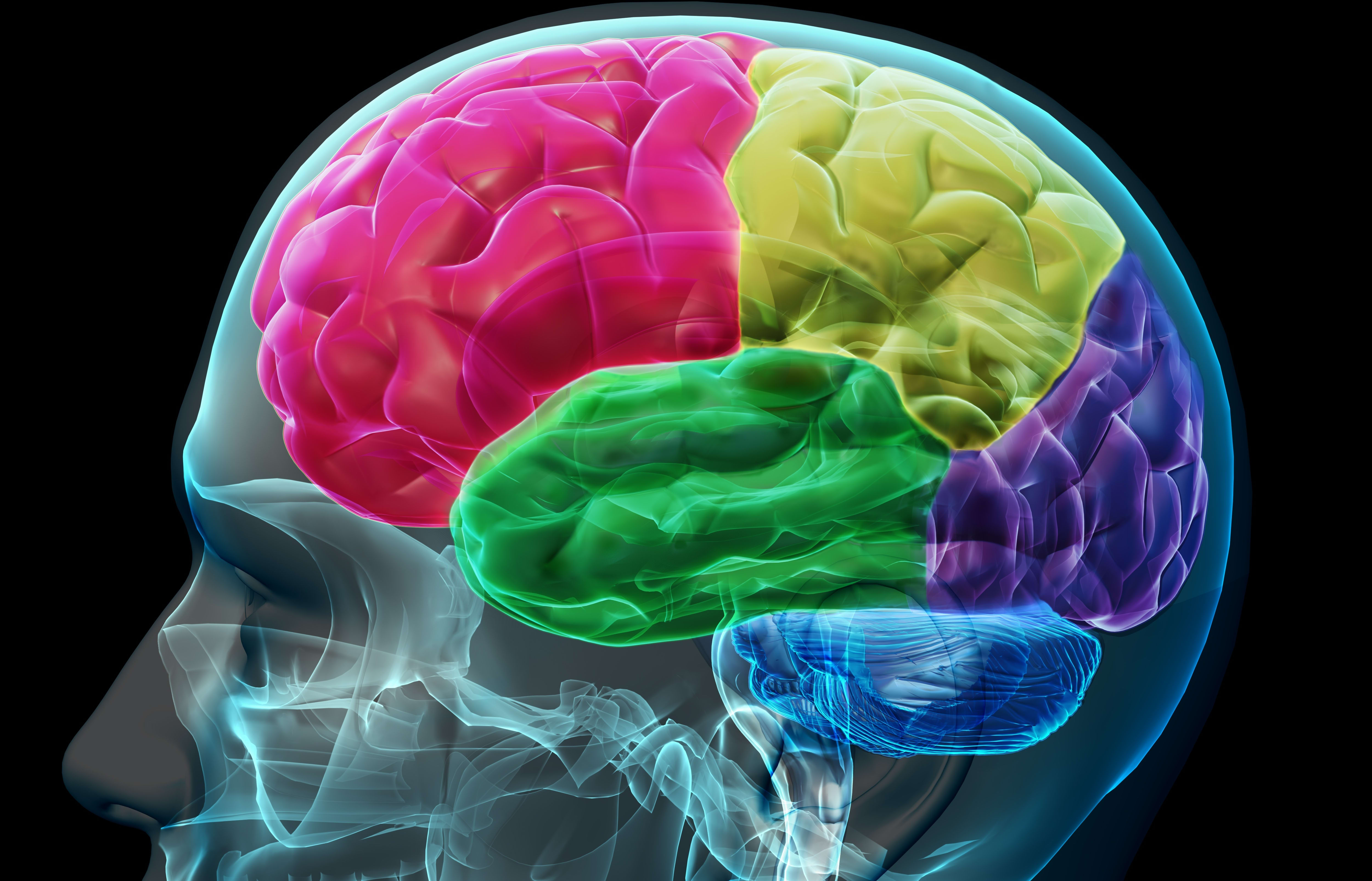concept image of colored sections of a male human brain.