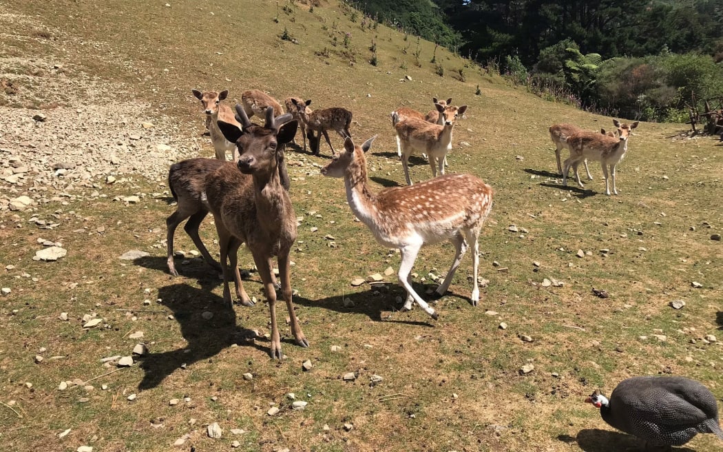 Fallow deer at Staglands.
