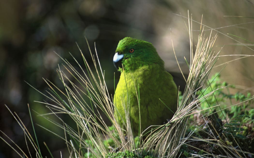 Antipodes Island Parakeet