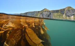 Kaikōura seaweed.