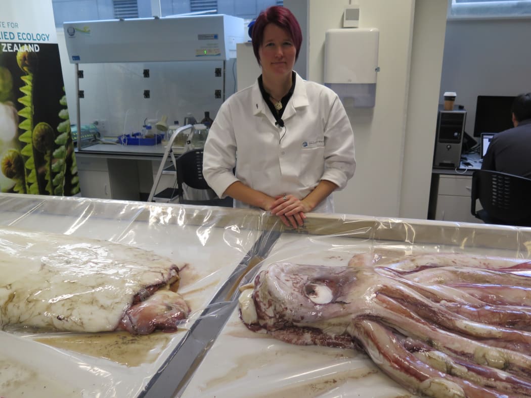 Dr Kat Bolstad with a giant squid, a close relation to the Octopus