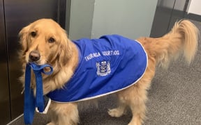 Mabel the court dog