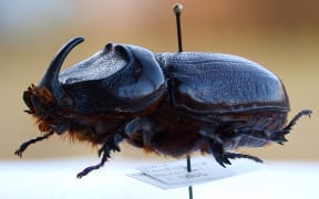 A male oryctes rhinoceros
